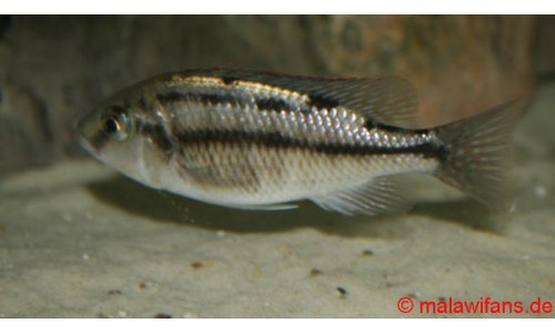 Protomelas taeniolatus namalenji